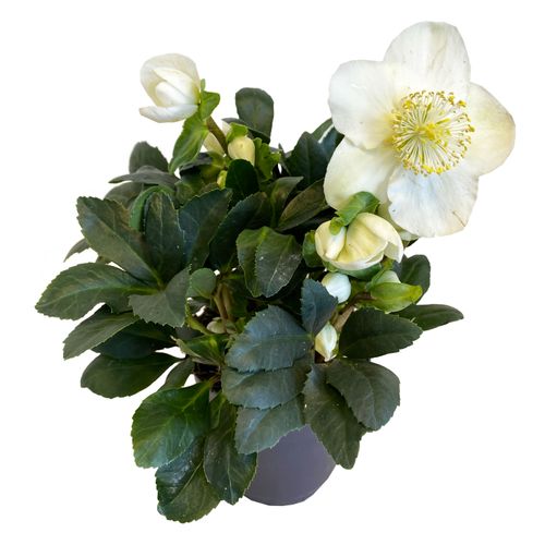 CIEMIERNIK Helleborus 30 cm na Arena.pl