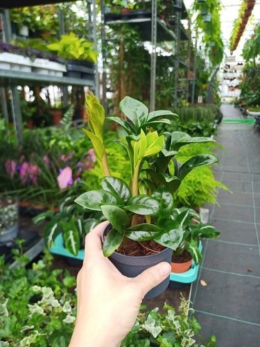 Zamioculcas zamiifolia Zenzi Gęsta sadzonka zamia zamioculus ZENZI na Arena.pl