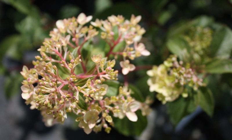 Hortensja Bukietowa Vanille Fraise 30-50cm Najpiękniejsza na Arena.pl