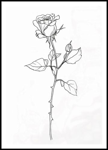 Plakat 68x98cm Kontur Róży na Arena.pl