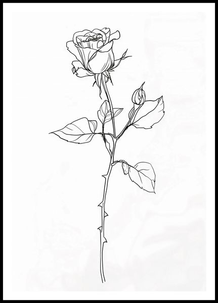 Plakat 68x98cm Kontur Róży zdjęcie 3