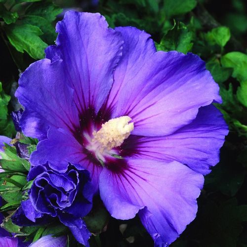 Hibiskus Niebiesko-fioletowy odporne na mróz - sadzonki 30 / 50 cm na Arena.pl