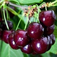 Wiśnia SABINA samopylna NAJLEPSZA ODMIANA