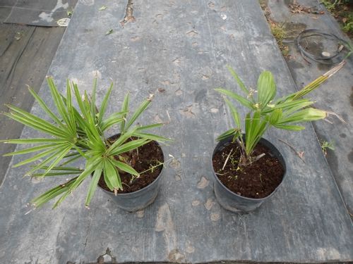 Palma mrozoodporna Trachycarpus Fortunei P13 na Arena.pl