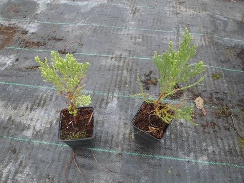 Mamutowiec olbrzymi P9 na Arena.pl