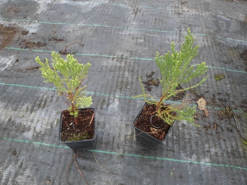 Mamutowiec olbrzymi P9 zdjęcie 7