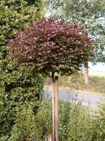 KLON kulisty czerwony szczepiony  - sadzonki 80  / 100 cm