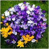 KROKUS MIX KOLORÓW cebulki 100 szt. + PREZENT