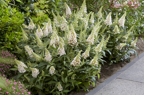 Budleja Dawida 'Butterfly Candy Little White' Karłowata Mała (Buddleja) na Arena.pl