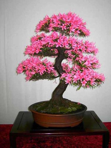 Azalia japońska Kermesina Rose C2 E na Arena.pl