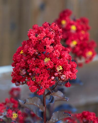Lagerstroemia Black Diamond - Red Hot C2 na Arena.pl