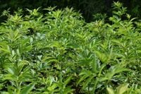 Bez koralowy - Sambucus racemosa