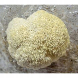 SOPLÓWKA JEŻOWATA gotowe podłoże 3kg GRZYBNIA na Arena.pl