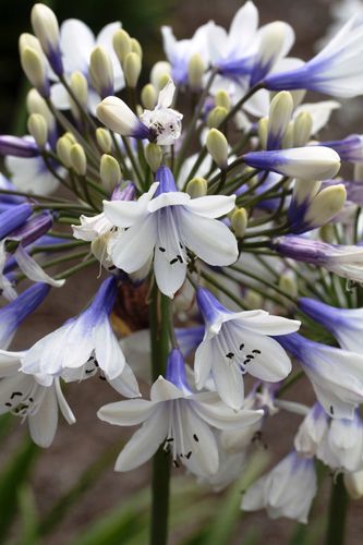 Lilia Agapant Twister C2 na Arena.pl