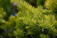 Cis pospolity Summergold - Taxus baccata
