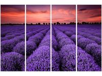 OBRAZ LAWENDOWY GAJ SUNSET
