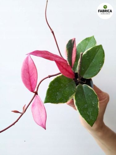 Hoya / Hoja carnosa Flamingo dream na Arena.pl