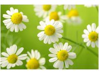 100 70CM OBRAZ PŁÓTNO RUMIANEK PŁÓTNO RAMA