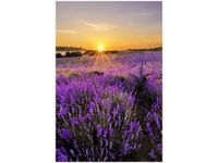 80CM 120 OBRAZ POLE LAWENDY ŚCIENNY