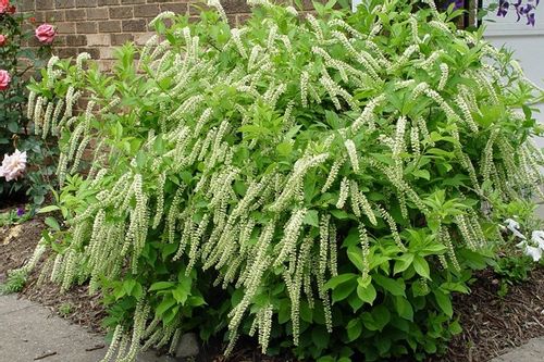 Itea wirginijska 40-60cm C2 na Arena.pl