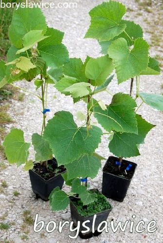 Komplet 6 odmian winorośli (Vitis) w doniczkach P9, wysokość 40-60 cm na Arena.pl