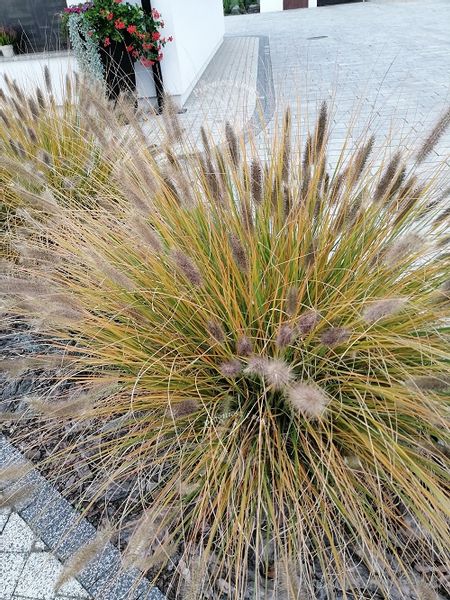 Rozplenica japońska Hameln do każdego ogrodu zdjęcie 3