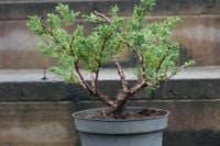 Jałowiec chiński Shimpaku - Juniperus chinensis 0063