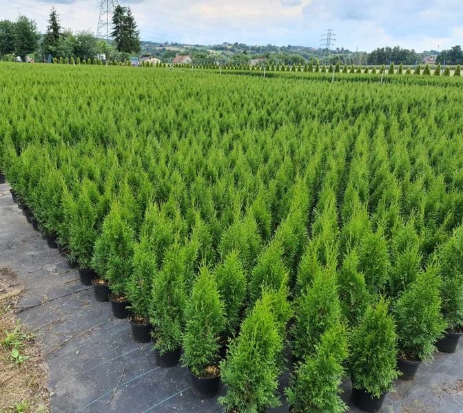 Tuja Szmaragd 160-200cm THUJA OCCIDENTALIS SMARAGD - DOSTAWA GRATIS na Arena.pl