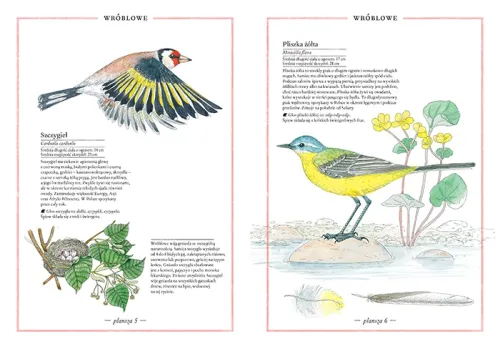 Ilustrowany inwentarz ptaków na Arena.pl