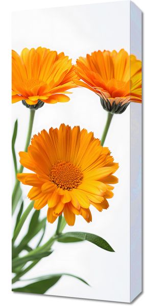 Obraz 30x70cm Słoneczne Kalendule zdjęcie 1
