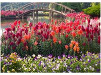 50X70CM MOSTEK WŚRÓD KWIATÓW OBRAZ POKOJU DREWNINE