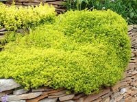 Macierzanka Thymus ARCHERS GOLD Złocisty dywan Sadzonki w doniczkach P9