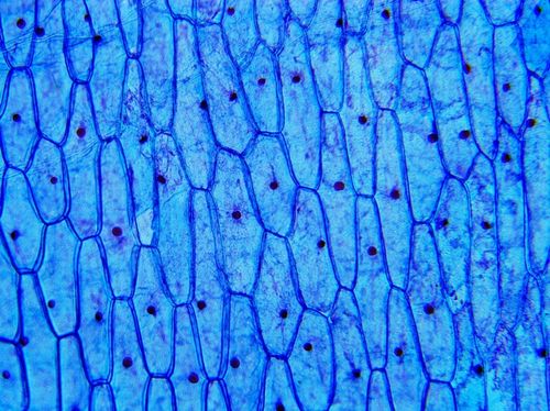 Mikroskop dla dziecka Delta Optical Biolight 300 na Arena.pl