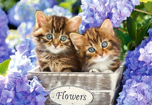 PUZZLE CUTE KITTENS 1500el CASTORLAND na Arena.pl