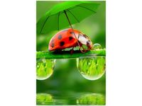 40X60CM BIEDRONECZKI OBRAZ