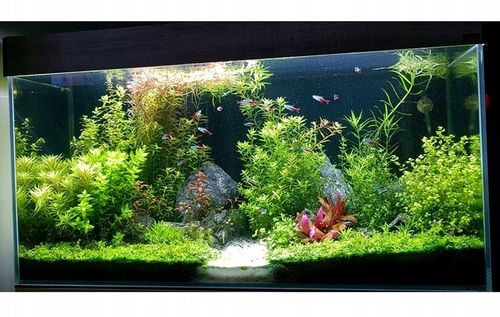 ZESTAW ROŚLIN ŁATWYCH W UPRAWIE NA TRZY PLANY DO AKWARIUM + GRATIS PĘSETA na Arena.pl