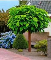 KATALPA CATALPA na pniu kulista szczepiona - sadzonki 220 / 260 cm