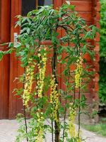 ZŁOTOKAP szczepiony na pniu zwisający PENDULA - sadzonki 140 / 160 cm