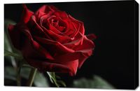 product-compare-59493376