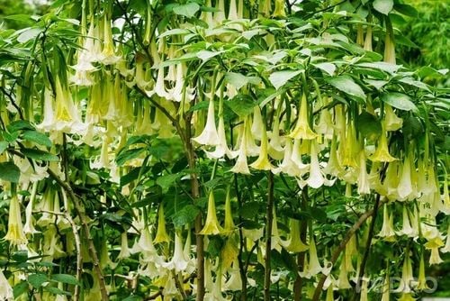 Brugmansja datura biała White P9 na Arena.pl