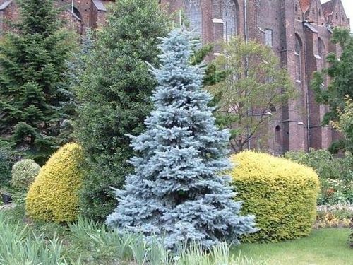 Świerk kłujący HOOPSII Intensywnie srebrzysty Sadzonki w doniczkach C3 na Arena.pl
