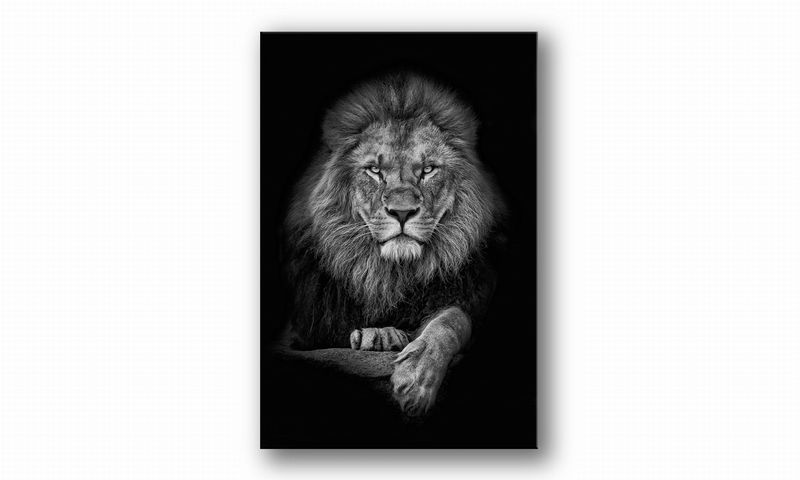 OBRAZ NA PŁÓTNIE 089 Lew 60x90cm zdjęcie 2