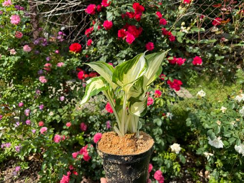 Funkia Hosta 'Fire and Ice'  Biało Zielone Liście Doniczka 2.0L na Arena.pl