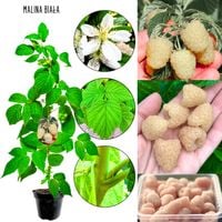 Malina Biała słodkie białe maliny deserowe KRZEW 40-70 cm