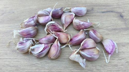 Czosnek Polski Harnaś zimowy 500g duże ząbki z własnej uprawy zdrowy na Arena.pl