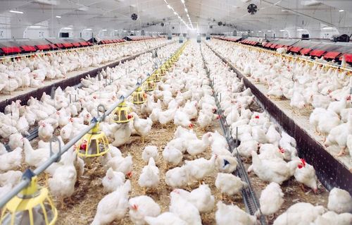 OPRYSK ŚRODEK PREPARAT NA ROZTOCZA PTASZYŃCA DO KURNIKA GOŁĘBNIKA 100ML na Arena.pl