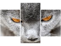 90X60CM OBRAZ KOCUR JENNY DOWNING