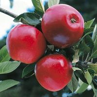 JABŁOŃ KATJA ZNAKOMITA NA SOKI ŁATWA W UPRAWIE