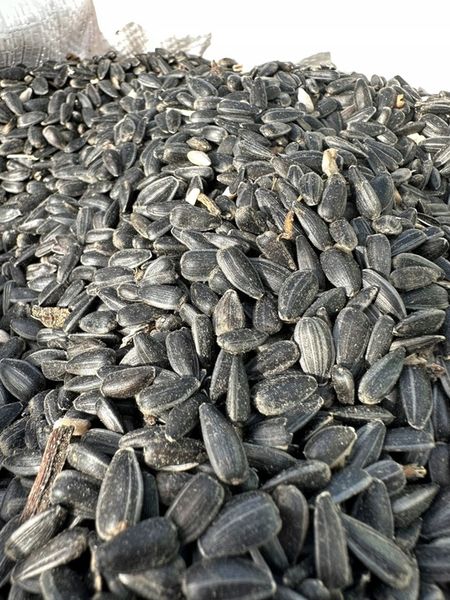 Słonecznik czarny 20 kg zdjęcie 7