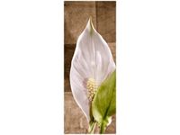 40X100CM SKRZYDŁOKWIAT OBRAZ PION